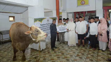 Sapi Kurban Presiden Prabowo untuk Warga Kendari Berbobot 873 Kilogram