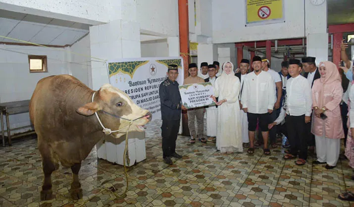 Sapi Kurban Presiden Prabowo untuk Warga Kendari Berbobot 873 Kilogram