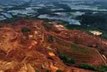NGO Celebes Rencanakan Tanam 10 Ribu Pohon untuk Pulihkan Kerusakan Hutan