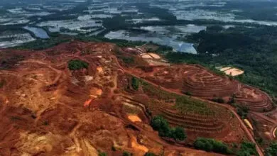 NGO Celebes Rencanakan Tanam 10 Ribu Pohon untuk Pulihkan Kerusakan Hutan