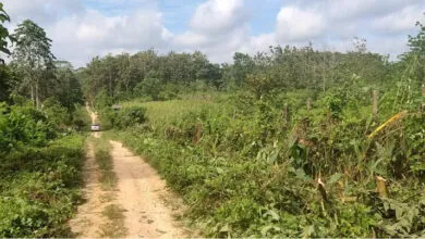 Kepsek SMPN 43 Konsel Keluhkan Kondisi Jalan Rusak Menuju Sekolahnya