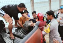 Seorang Nenek di Muna Barat Diserang Buaya saat Mencari Kerang
