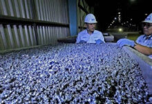 12 Komoditas Jadi Penyumbang Ekspor Sultra Senilai 25 Triliun Rupiah