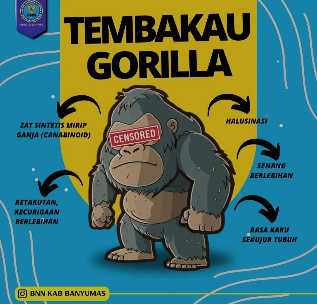Tembakau Gorila Beredar di Muna, Sejumlah Pelajar Jadi Korban