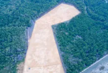 Walhi Sultra Kecam Pengrusakan Kawasan Hutan Mangrove untuk Pembangunan Rumah Pribadi