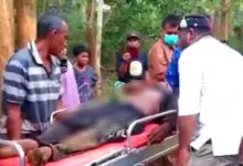 Seorang Pria di Muna Barat Ditimpa Pohon Tumbang