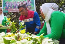 Pertamina Patra Niaga Sulawesi Hadirkan Keceriaan Serunya Menanam, Bahagianya Memanen Bersama KWT Baji Minasa