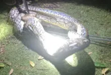 Ular Piton Sepanjang Empat Meter Ditangkap Usai Telan Ayam Warga