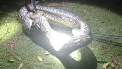 Ular Piton Sepanjang Empat Meter Ditangkap Usai Telan Ayam Warga