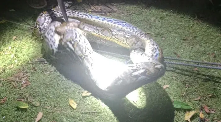Ular Piton Sepanjang Empat Meter Ditangkap Usai Telan Ayam Warga