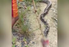 Cerita Wa Indi, Lepas dari Lilitan Ular Piton Sepanjang 6,5 Meter
