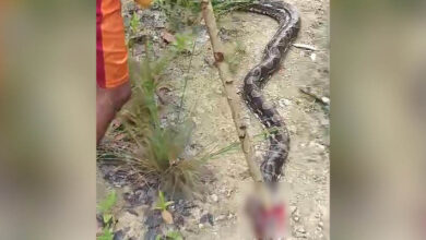 Cerita Wa Indi, Lepas dari Lilitan Ular Piton Sepanjang 6,5 Meter