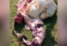 Maling Sapi Sadis Beraksi di Muna Barat, Sisakan Tulang, Kepala hingga Usus