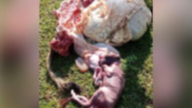 Maling Sapi Sadis Beraksi di Muna Barat, Sisakan Tulang, Kepala hingga Usus