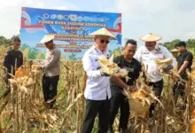 Panen Raya Jagung Kuartal II di Kendari, Pemprov Sultra Perkuat Dukungan bagi Kelompok Tani
