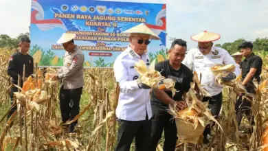 Panen Raya Jagung Kuartal II di Kendari, Pemprov Sultra Perkuat Dukungan bagi Kelompok Tani