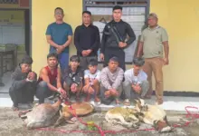 Enam Pencuri Kambing di Buton Tengah Diringkus Polisi