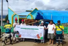 PT SCM Salurkan 52 Ekor Hewan Kurban di Wilayah Operasional di Sulawesi Tenggara dan Sulawesi Tengah