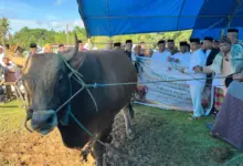 Presiden Prabowo Kurban Sapi Berbobot 1,1 Ton di Muna Barat, Pemda Kurban 398 Ekor