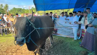 Presiden Prabowo Kurban Sapi Berbobot 1,1 Ton di Muna Barat, Pemda Kurban 398 Ekor