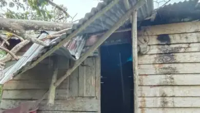 Rumah Papan Milik Lansia di Muna Barat Ditimpa Pohon Jati