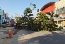 Sebuah Pohon Tumbang di Depan Brylian Plaza Kendari