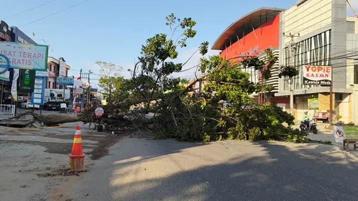 Sebuah Pohon Tumbang di Depan Brylian Plaza Kendari