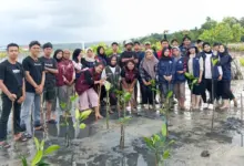 Kolaborasi Pasca UHO dan Desa Tapulaga: Tanam Mangrove, Hingga Tingkatkan Literasi Digital Warga