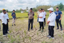 Selamatkan 41 Hektar Sawah Terancam Gagal Panen, Bupati Muna Barat Siapkan BBM untuk Pompa Air