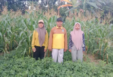 Tim UHO Produksi Massal Pupuk Organik untuk Lahan Marginal