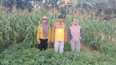 Tim UHO Produksi Massal Pupuk Organik untuk Lahan Marginal