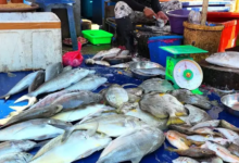 Harga Ikan Turun, Sultra Alami Deflasi 0,31 Persen pada Agustus 2026