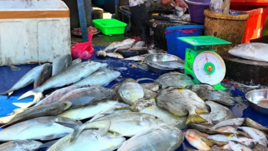 Harga Ikan Turun, Sultra Alami Deflasi 0,31 Persen pada Agustus 2026