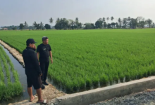 Petani Desa Sabiano Kolaka Keluhkan Minimnya Bantuan Alsintan dan Pengaturan Irigasi