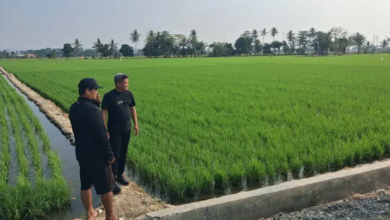 Petani Desa Sabiano Kolaka Keluhkan Minimnya Bantuan Alsintan dan Pengaturan Irigasi