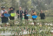 Petani Mowundo Panen 110 Kilogram Cabai Hasil Pendampingan PT Antam