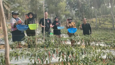 Petani Mowundo Panen 110 Kilogram Cabai Hasil Pendampingan PT Antam