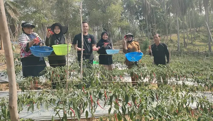Petani Mowundo Panen 110 Kilogram Cabai Hasil Pendampingan PT Antam